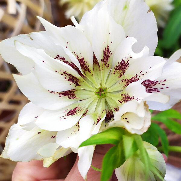 3250228_helleborus_double_ellen_spotted_white_1l_02