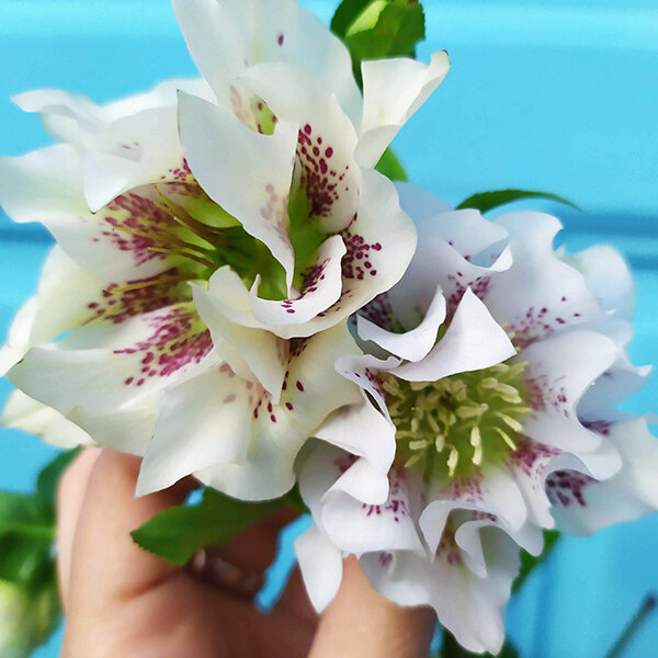 3250228_helleborus_double_ellen_spotted_white_1l_05