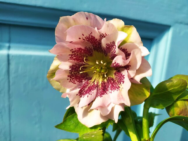 9256001_helleborus_double_ellen_spotted_pink_01