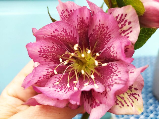 9256001_helleborus_double_ellen_spotted_pink_02