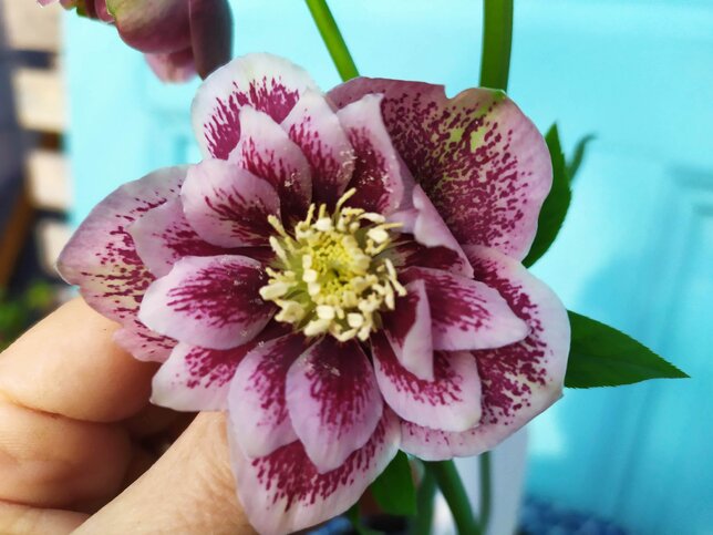 9256001_helleborus_double_ellen_spotted_pink_03