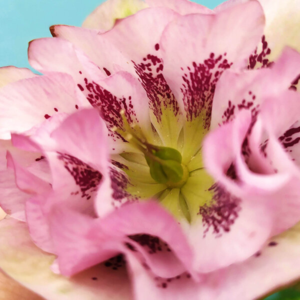 9256001_helleborus_double_ellen_spotted_pink_04