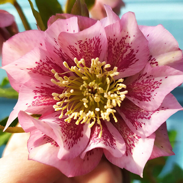 3250227_helleborus_double_ellen_spotted_pink_06