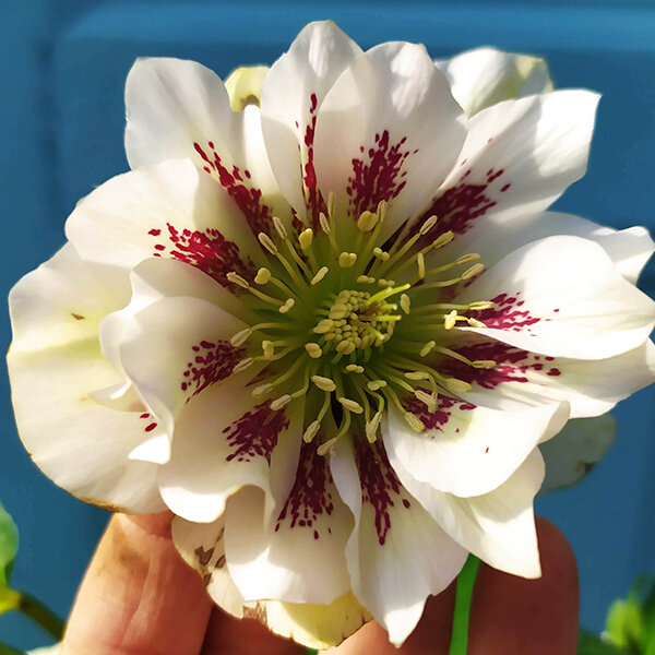 2250228_helleborus_double_ellen_spotted_white_06