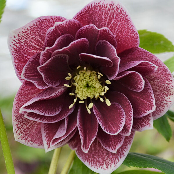 7251248_helleborus_double_red_white_edge_01