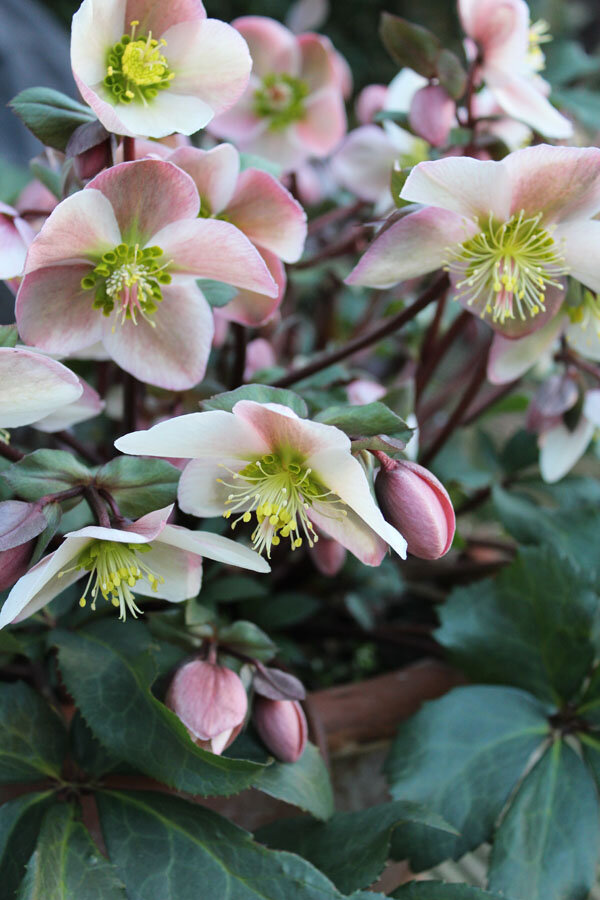 7251275_helleborus_emma_01