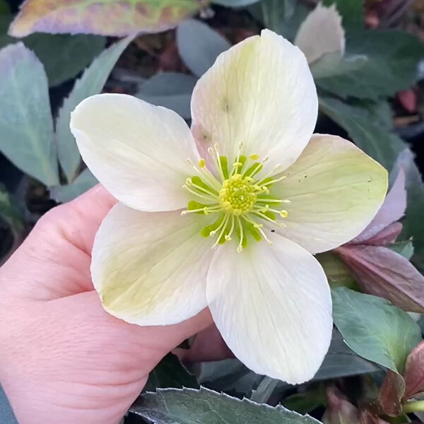 7251275_helleborus_emma_03