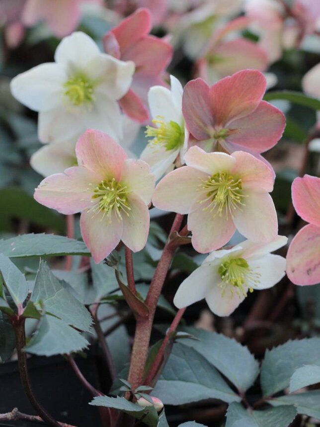 7251275_helleborus_emma_04