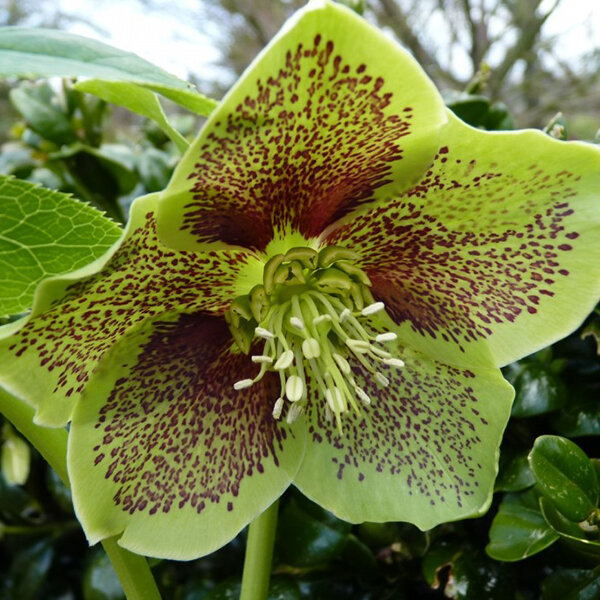 10210845_helleborus_green_spotted_01