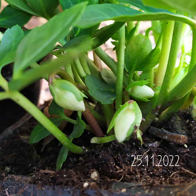 8223646_helleborus_hilda_01