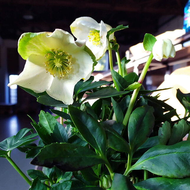 8223646_helleborus_hilda_02