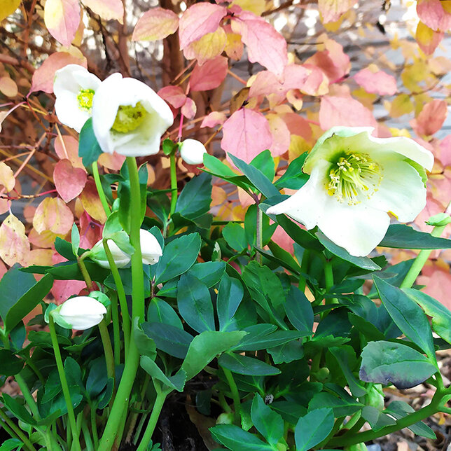 8223646_helleborus_hilda_03