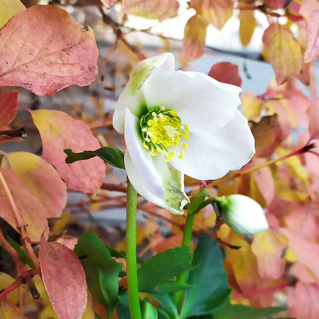 8223646_helleborus_hilda_04