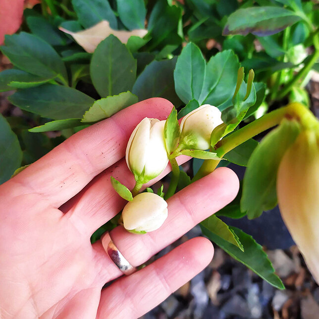 8223646_helleborus_hilda_06