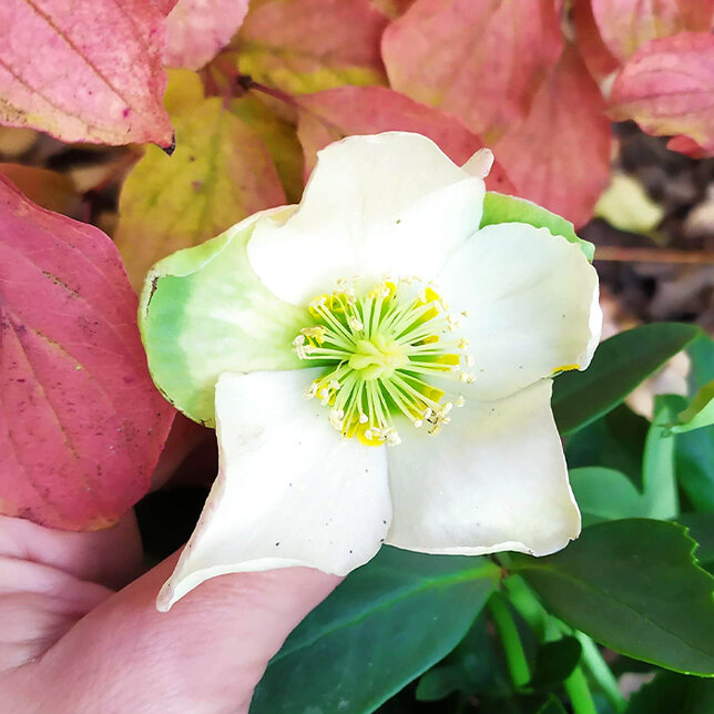 8223646_helleborus_hilda_07