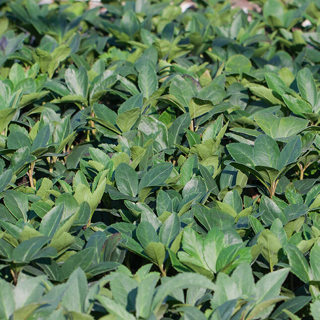 10233894_helleborus_irene_k1l_02