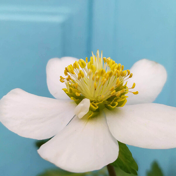 10233894_helleborus_irene_k1l_04