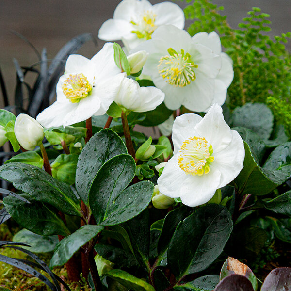 10233894_helleborus_irene_k1l_05