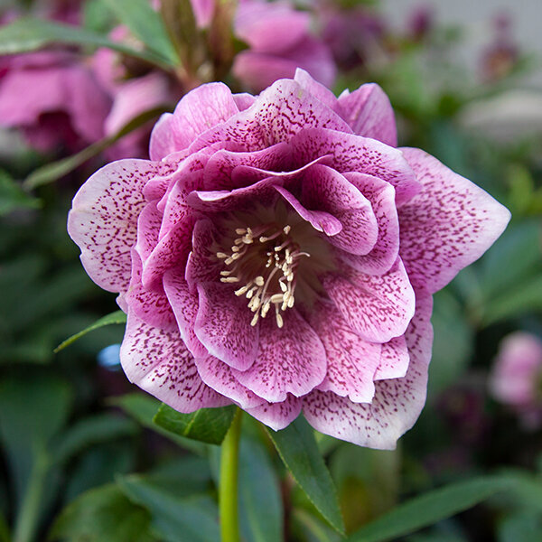 3254547_helleborus_magic_double_pink_03