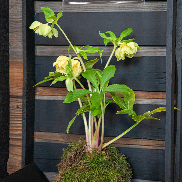 3254549_helleborus_magic_double_yellow_01