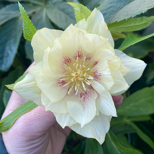 3254549_helleborus_magic_double_yellow_02