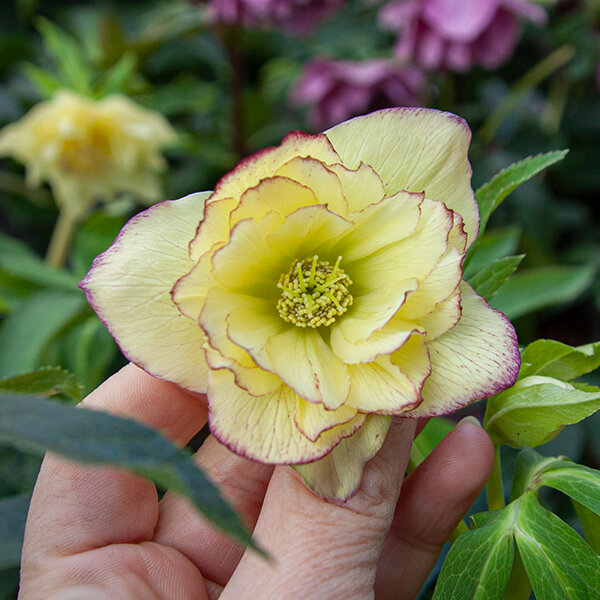 3254549_helleborus_magic_double_yellow_04