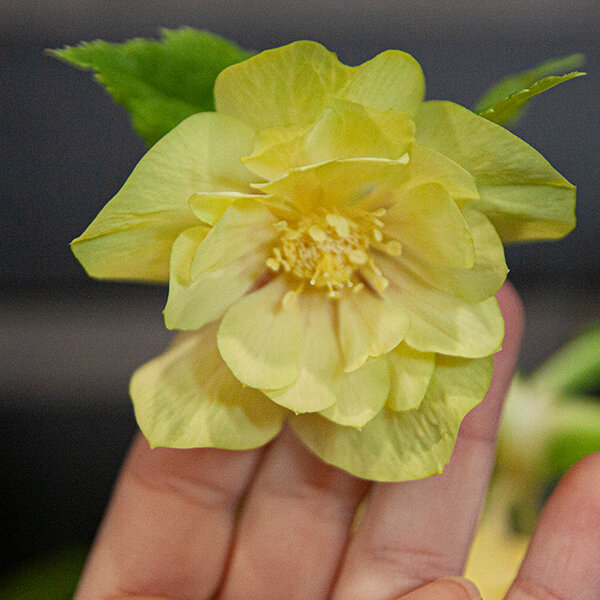 3254549_helleborus_magic_double_yellow_07