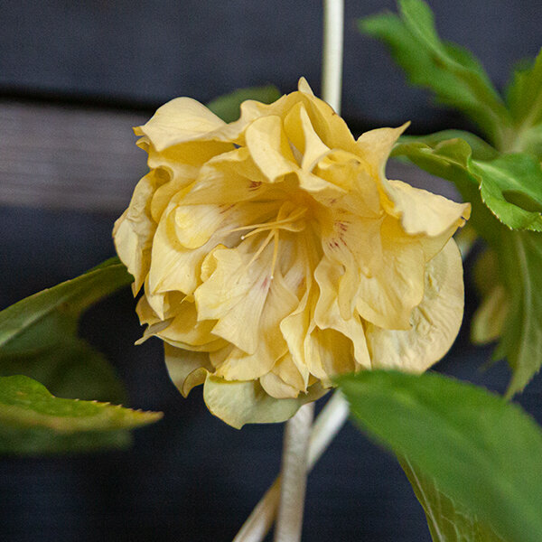 3254549_helleborus_magic_double_yellow_08