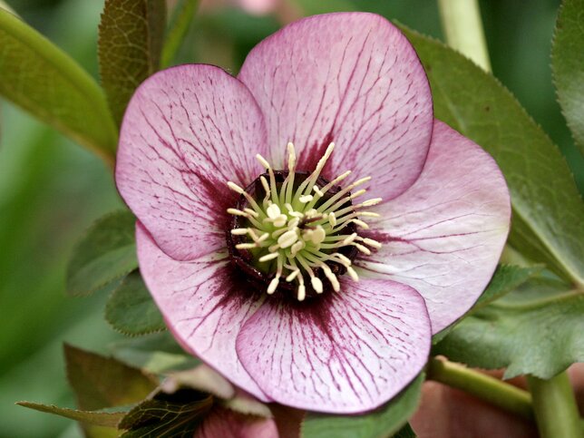 777_helleborus_picotee_prince_02