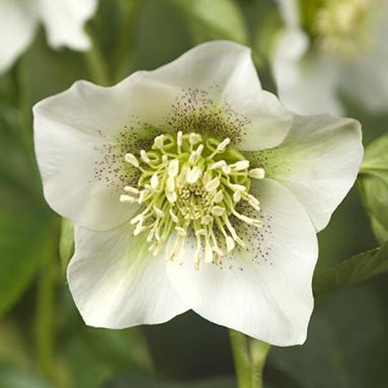 3250616_helleborus_pretty_ellen_white_03