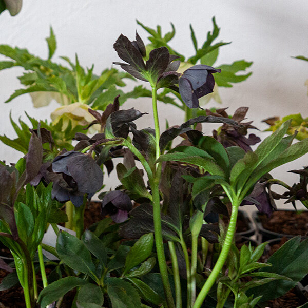 9241269_helleborus_slaty_blue_03