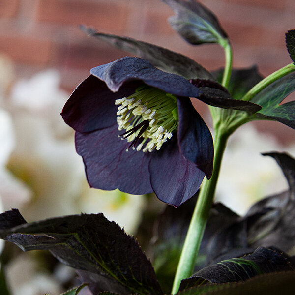 9241269_helleborus_slaty_blue_04