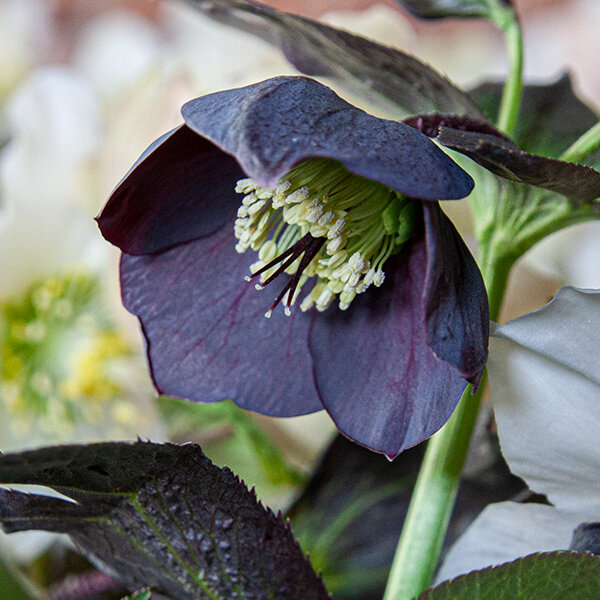 9241269_helleborus_slaty_blue_06