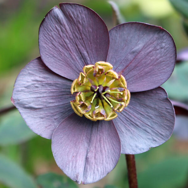 9241269_helleborus_slaty_blue_07