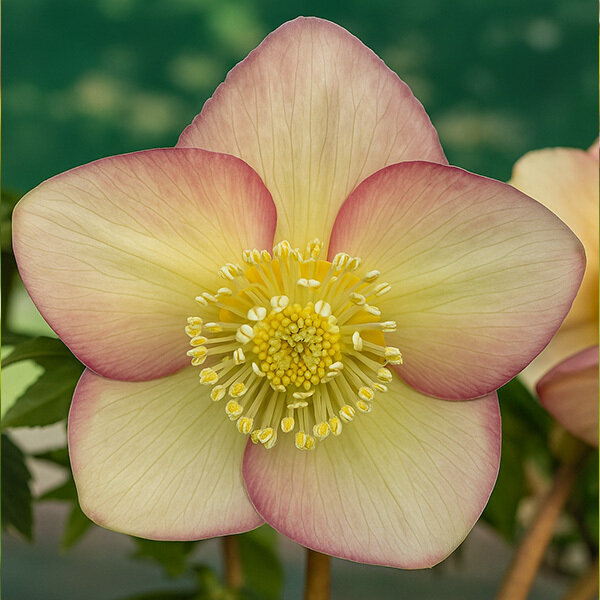 8254798_helleborus_super_yellow_apricot_02