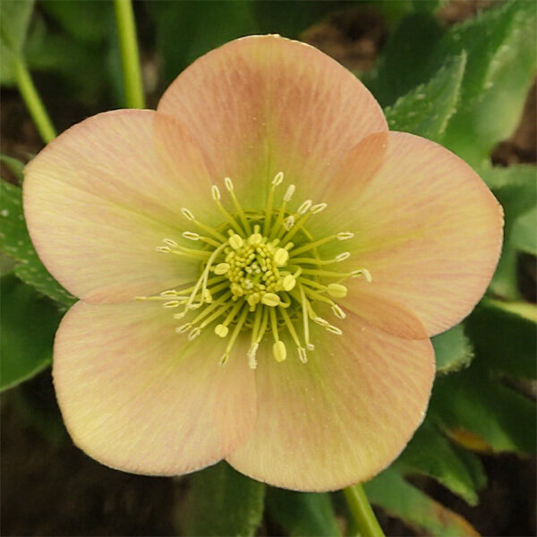 8254798_helleborus_super_yellow_apricot_03