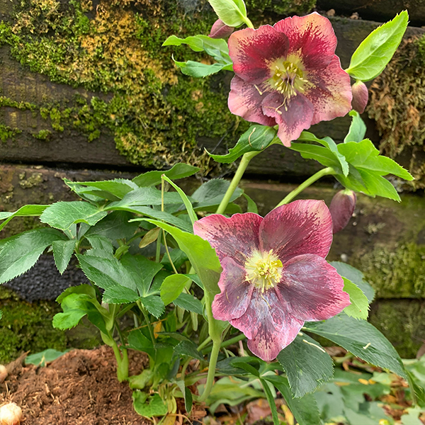 325104269_helleborus_unique_no