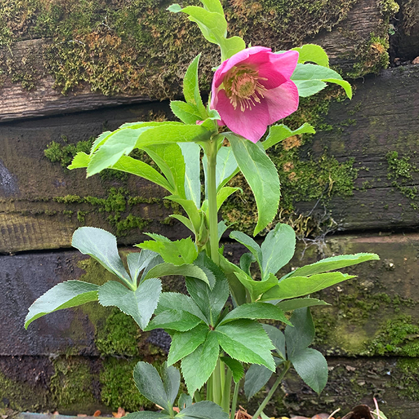 325114269_helleborus_unique_no