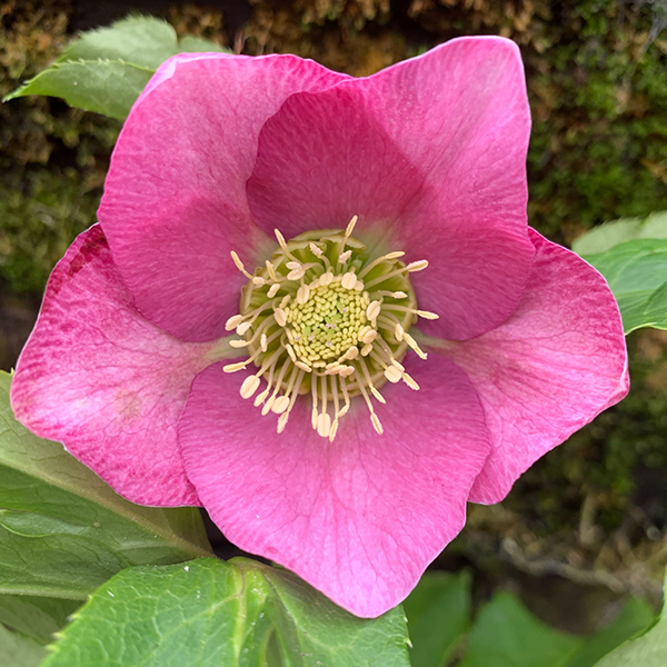 325114269_helleborus_unique_no_2