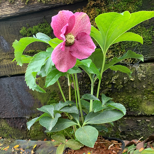 325124269_helleborus_unique_no