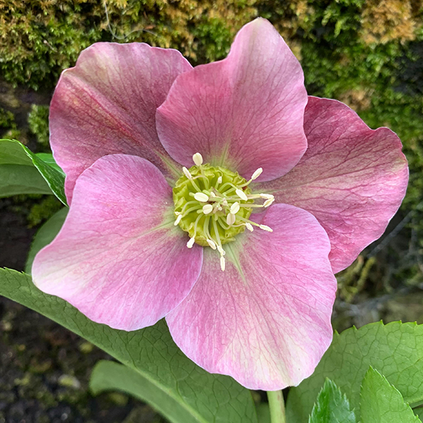 325134269_helleborus_unique_no_2
