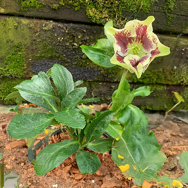 325164269_helleborus_unique_no