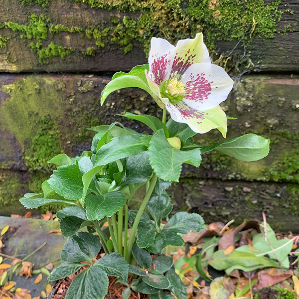 325184269_helleborus_unique_no