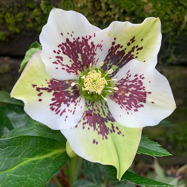 325184269_helleborus_unique_no_2