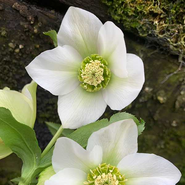 325194269_helleborus_unique_no_2