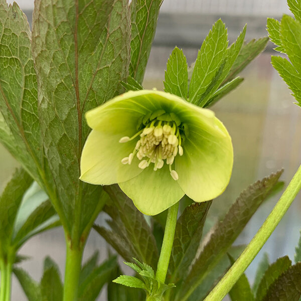 325244269_helleborus_unique_no_2