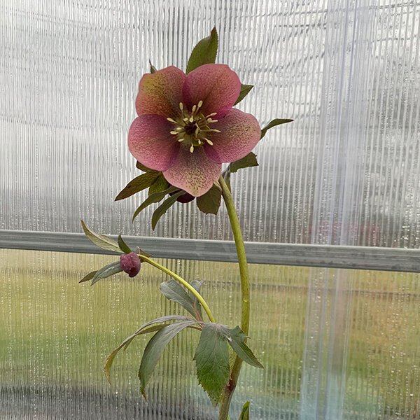 325254269_helleborus_unique_no