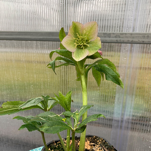 325274269_helleborus_unique_no