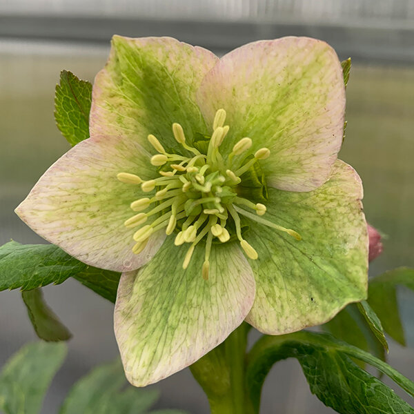 325274269_helleborus_unique_no_2