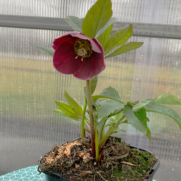 325294269_helleborus_unique_no